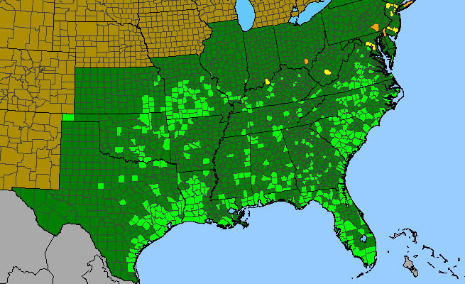 The range of Muhlenbergia capillaris